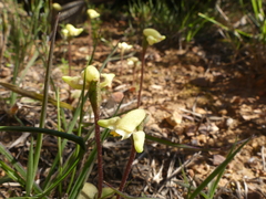 Disperis villosa