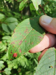 Pucciniastrum areolatum