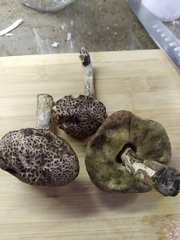 Leccinellum albellum