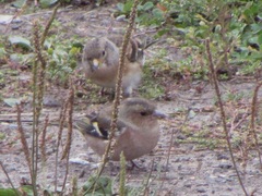 Fringilla montifringilla