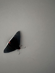 Mysoria barcastus
