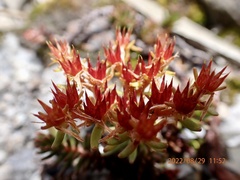 Sedum morrisonense