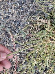 Bassia scoparia