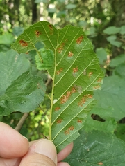 Acalitus brevitarsus