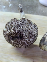 Leccinellum albellum