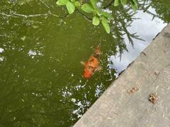 Cyprinus rubrofuscus