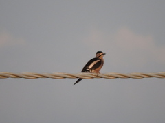 Dendrocopos major