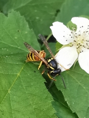 Vespula rufa