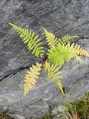 Athyrium