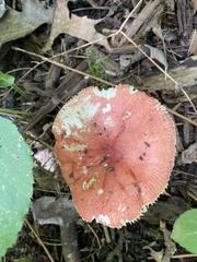 Russula paludosa