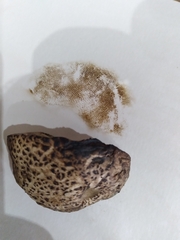 Leccinellum albellum