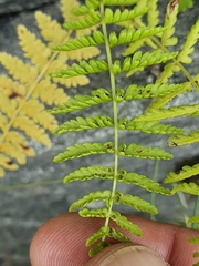 Athyrium