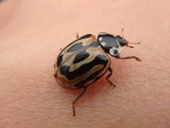 Anatis ocellata