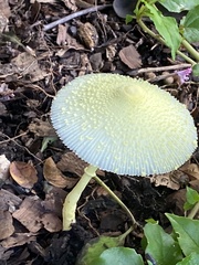 Leucocoprinus