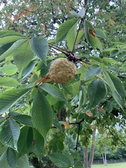 Aesculus