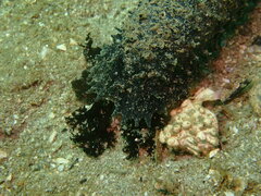 Holothuria leucospilota