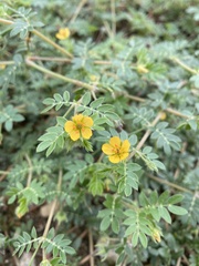 Kallstroemia parviflora