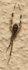 Episinus maculipes