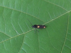 Scythris sinensis