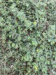 Kallstroemia parviflora
