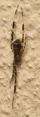 Episinus maculipes