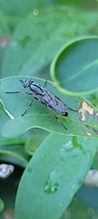 Ozodiceromyia