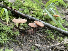 Coltricia cinnamomea