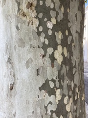 Platanus