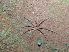 Heteropoda venatoria