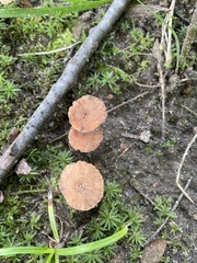 Coltricia cinnamomea