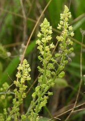 Reseda lutea