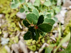 Berberis morrisonensis