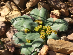 Euphorbia ecklonii