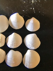 Parvilucina crenella