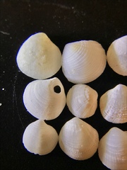 Parvilucina crenella