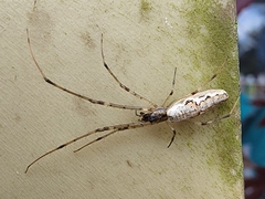 Tetragnatha laboriosa