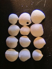 Parvilucina crenella