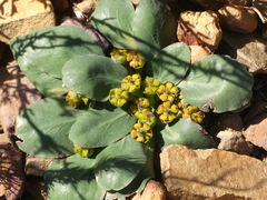Euphorbia ecklonii