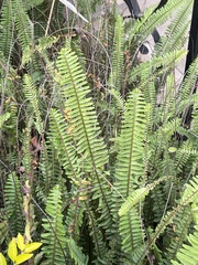 Nephrolepis cordifolia