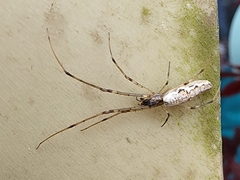 Tetragnatha laboriosa