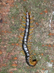 Scolopendra mutilans