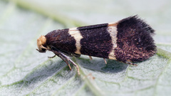 Lampronia flavimitrella