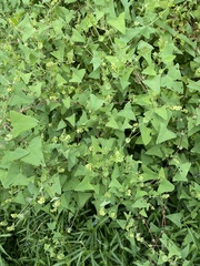 Persicaria perfoliata
