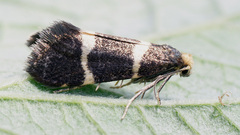 Lampronia flavimitrella