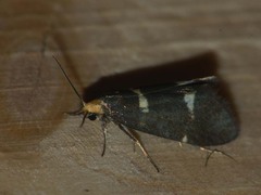Lampronia flavimitrella