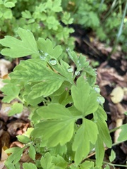 Papaver cambricum