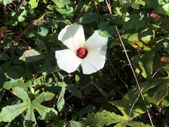 Hibiscus aculeatus