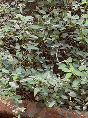 Euphorbia graminea