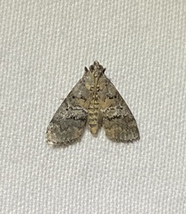 Pococera asperatella