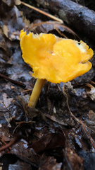 Cantharellus minor